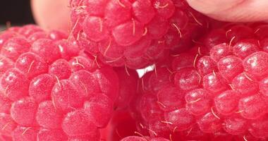 Close-up of fresh raspberries. Beautiful raspberry background. Macro raspberry. video