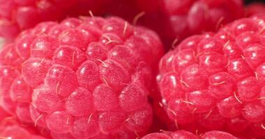 Close-up of fresh raspberries. Beautiful raspberry background. Macro raspberry. video