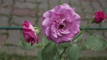 Beautiful pink background. Pink flower close-up and macro. video