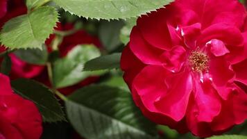 Close-up of a pink flower. Macro of a flower in nature, the leaves are green. video