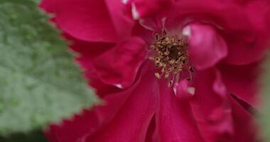 Beautiful pink background. Pink flower close-up and macro. video