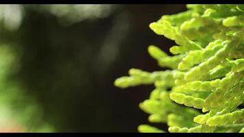 Sunny spring day. Macro shooting, blurred background. Selective focus. The wind stirs the leaves video