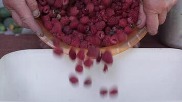 Raspberry Women's hands pour Raspberry from one container to another . video