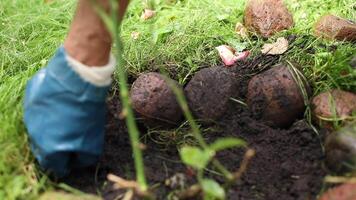 Men's gloved hands burn flowers, pluck weeds and grass, fix a beautiful fence in the form of stones video
