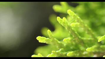 Sunny spring day. Macro shooting, blurred background. Selective focus. The wind stirs the leaves video