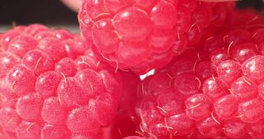 Close-up of fresh raspberries. Beautiful raspberry background. Macro raspberry. video