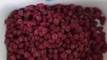 hallon kvinnors händer Häll i hallon från ett behållare till annan . video