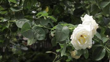Delicate bush of white roses, heady aroma in the garden on a green background. Horizontal. video