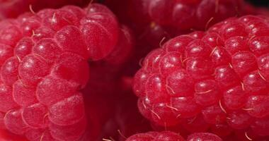 Fresh raspberries. Raspberry desktop screensaver. Fresh raspberries close-up . video