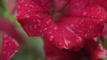 A beautiful flower in the rain. Water is watering a flower, close-up, macro. video