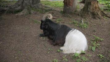 Black and White Goat Resting Under Trees in Enclosure video