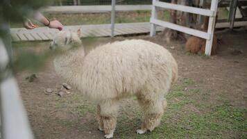Alpaca Standing in Enclosure at Petting Zoo video