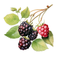 Watercolor painting of blackberries and a raspberry on a branch with leaves. png