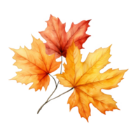 Watercolor painting of three autumn maple leaves in orange and red hues. png