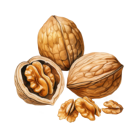 A Detailed Watercolor Illustration of Walnuts, Whole and Halved, Showing Kernels png