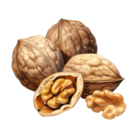 Still Life of Walnuts Three Shelled and One Open with Kernel png