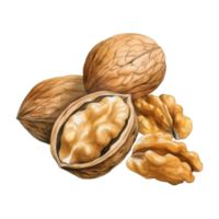 A Detailed Watercolor Painting of Walnuts, Whole and Halved, Displaying Rich Texture and Color png