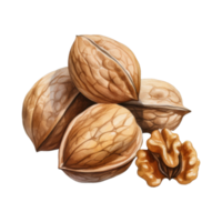Watercolor Painting of Walnuts in Shells and a Single Kernel png
