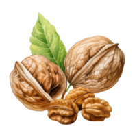 Walnuts with Shell and Kernels, Illustrated with Leaf png