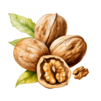 A cluster of walnuts in their shells, with leaves, one cracked open. png