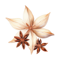 Watercolor painting of star anise pods and blossoms, a fragrant spice. png