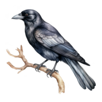 A Detailed Watercolor Painting of a Crow Perched on a Branch png