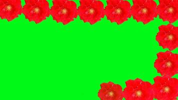 Animated of a vibrant green background bordered by bright red flowers, creating a striking and colorful floral frame. video