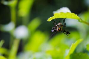 a striped wasp perched on a leaf photo