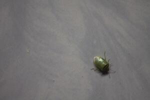 the ordo hemiptera or green bedbugs are often found in rice fields and are pests that destroy rice plants photo