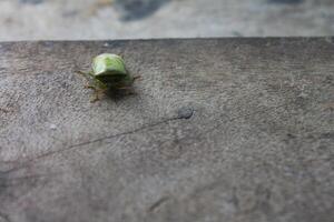 the ordo hemiptera or green bedbugs are often found in rice fields and are pests that destroy rice plants photo