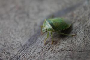the ordo hemiptera or green bedbugs are often found in rice fields and are pests that destroy rice plants photo