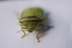 the ordo hemiptera or green bedbugs are often found in rice fields and are pests that destroy rice plants photo