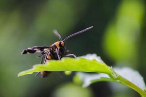 a striped wasp perched on a leaf photo