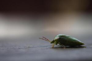 the ordo hemiptera or green bedbugs are often found in rice fields and are pests that destroy rice plants photo