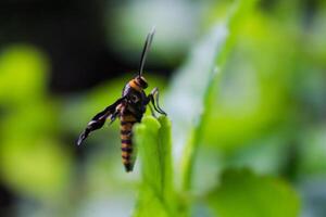 a striped wasp perched on a leaf photo