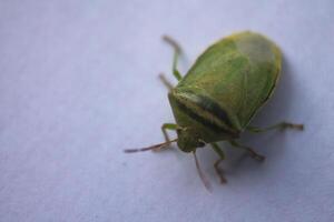 the ordo hemiptera or green bedbugs are often found in rice fields and are pests that destroy rice plants photo