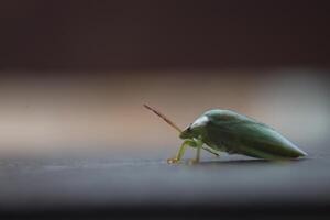 the ordo hemiptera or green bedbugs are often found in rice fields and are pests that destroy rice plants photo