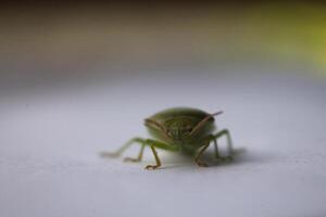 the ordo hemiptera or green bedbugs are often found in rice fields and are pests that destroy rice plants photo