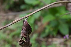 dry tree leaves and twigs photo