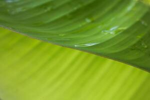 Banana leaf texture is good for banner design background photo