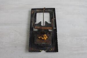 The mousetrap will automatically clamp when the bait is eaten photo