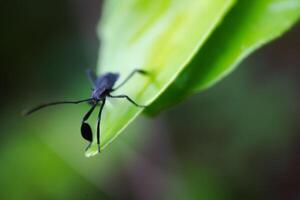 a black insect on a leaf photo