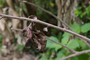 dry tree leaves and twigs photo
