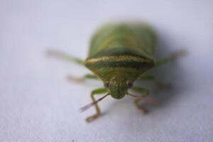the ordo hemiptera or green bedbugs are often found in rice fields and are pests that destroy rice plants photo