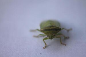 the ordo hemiptera or green bedbugs are often found in rice fields and are pests that destroy rice plants photo