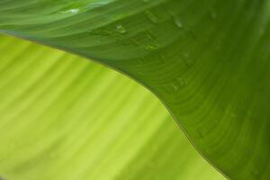 Banana leaf texture is good for banner design background photo