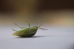 the ordo hemiptera or green bedbugs are often found in rice fields and are pests that destroy rice plants photo