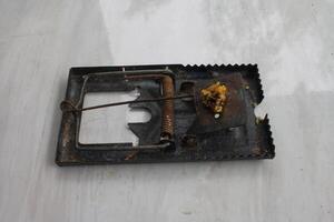 The mousetrap will automatically clamp when the bait is eaten photo
