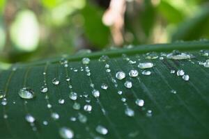 dew drops on banana leaf photo