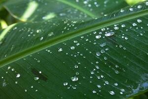 dew drops on banana leaf photo